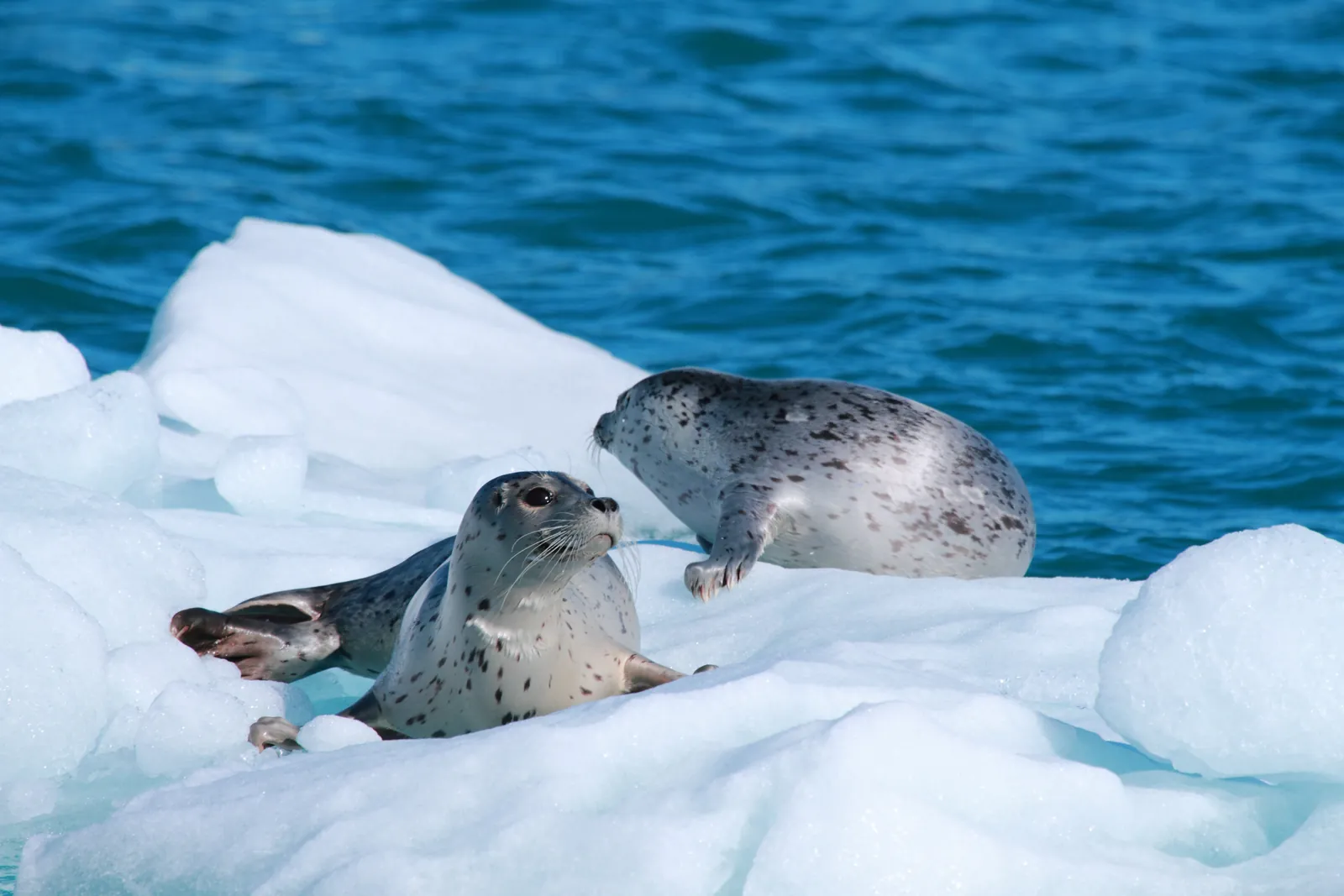 Two harbour seals resting on a floating slab of glacier ice in Columbia Bay