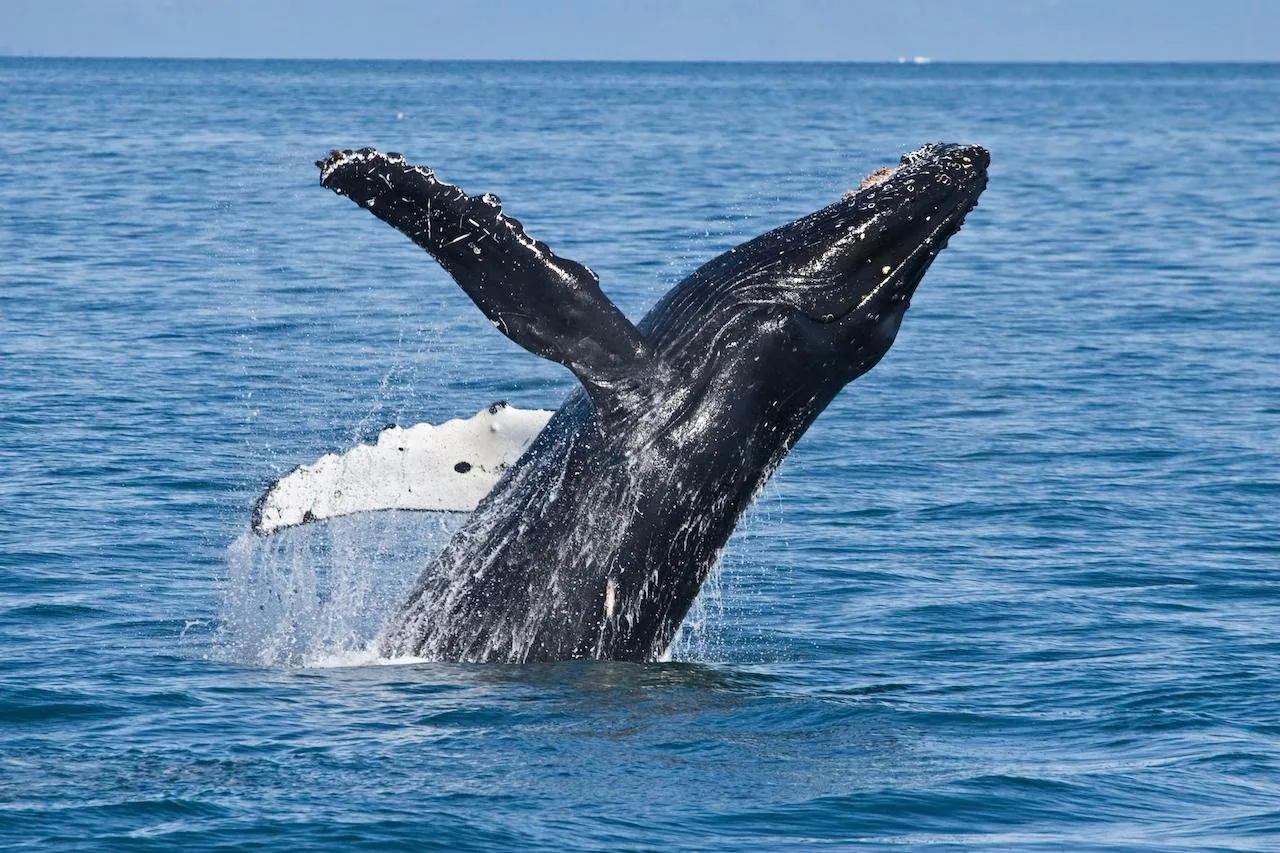 A humpback whale breaching clear of the water in Prince William Sound