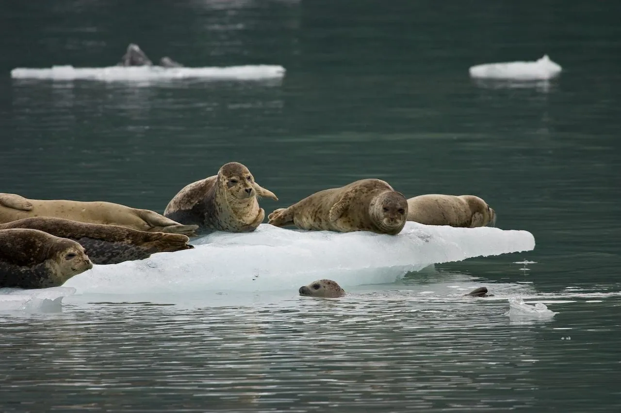 A group of harbour seals hauled out together on a low iceberg