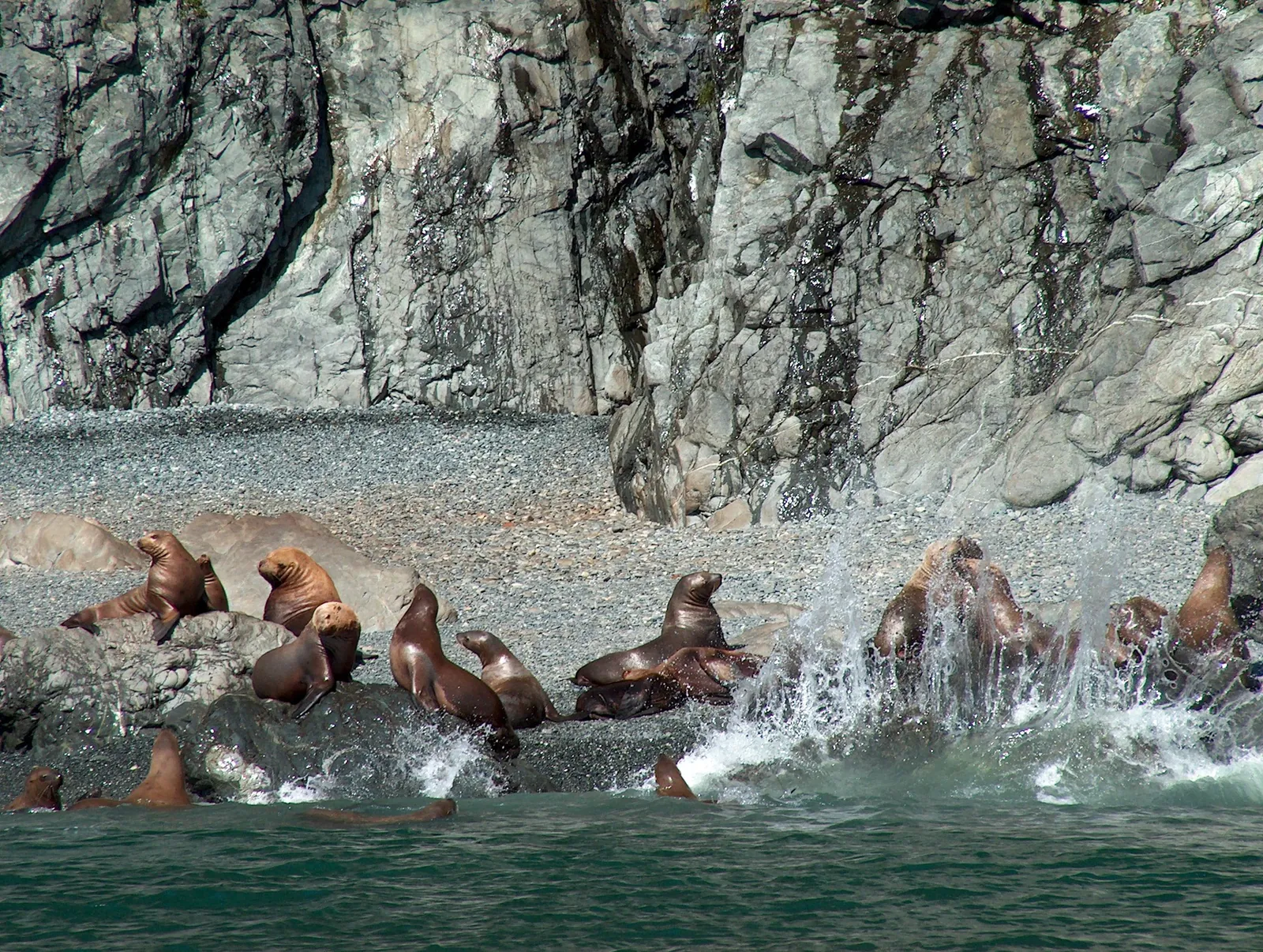 Steller sea lions crowding a surf-washed rock ledge in Prince William Sound