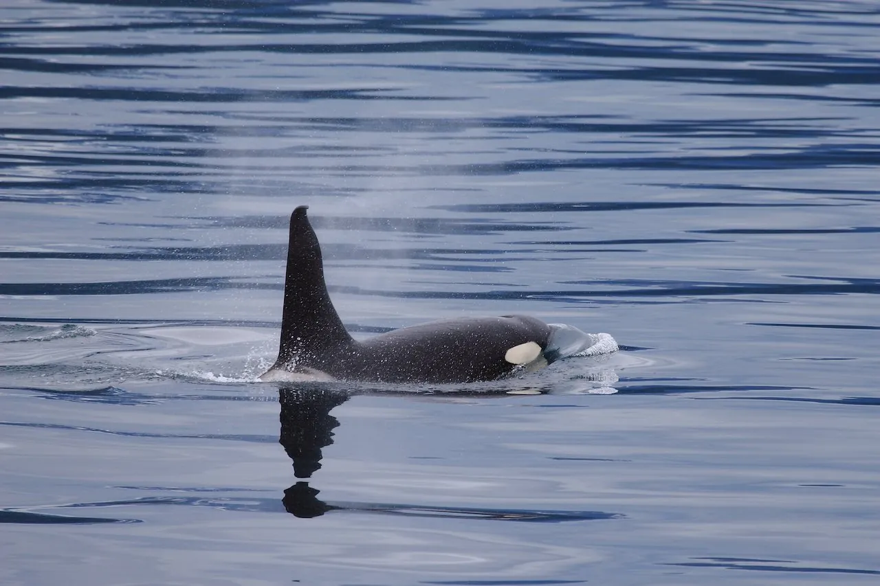 An orca surfacing beside the boat, its dorsal fin clear of the water