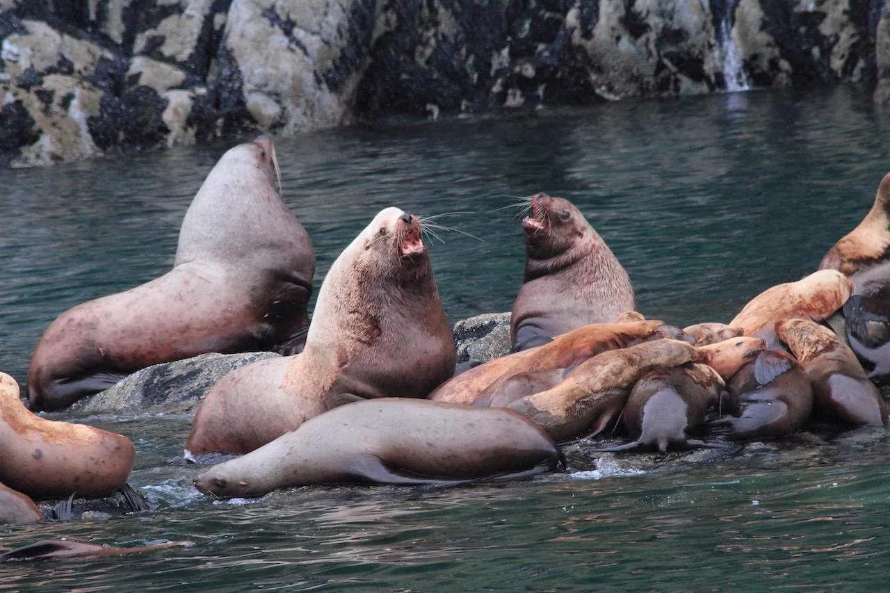 Steller sea lions hauled out on a rock below a waterfall