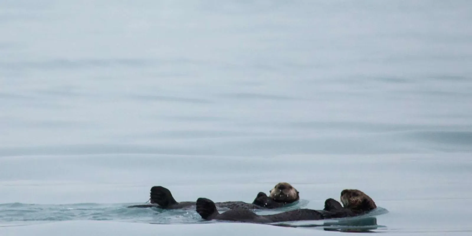 A raft of sea otters resting together on flat water beside the ice