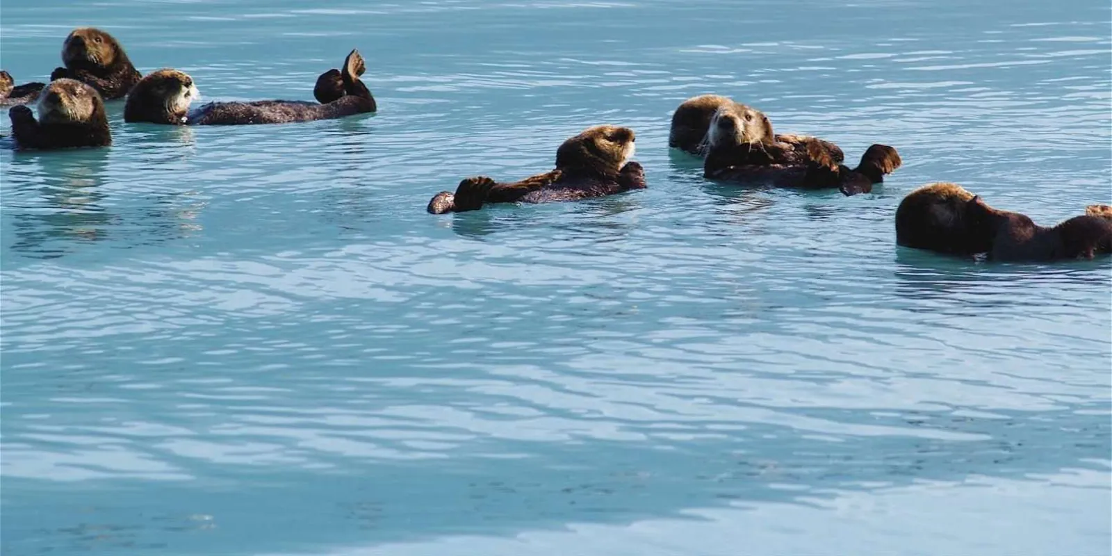 A raft of sea otters on the calm water east of Valdez