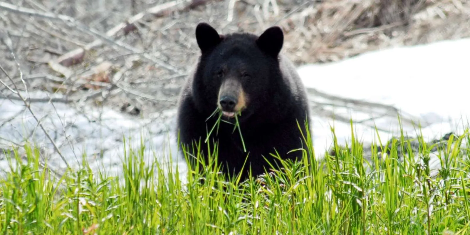 A black bear feeding in tall grass on the shoreline near Valdez