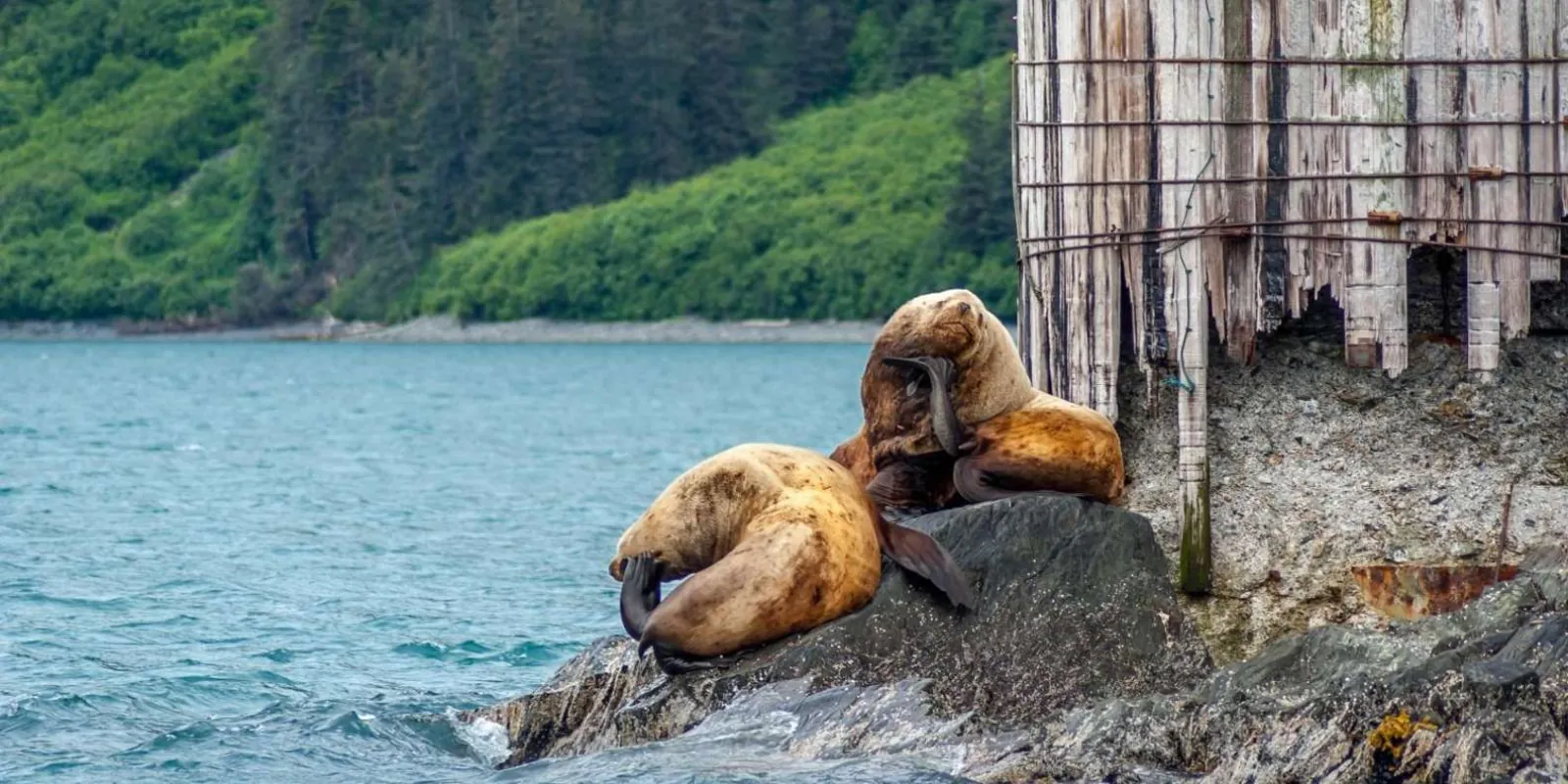 Steller sea lions hauled out on rocks beside an old harbour piling