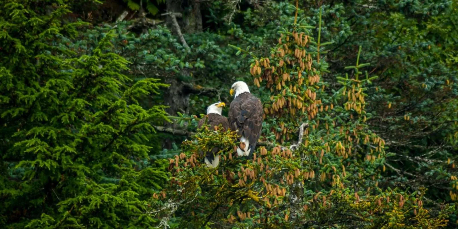 A pair of bald eagles perched in a spruce above the flats