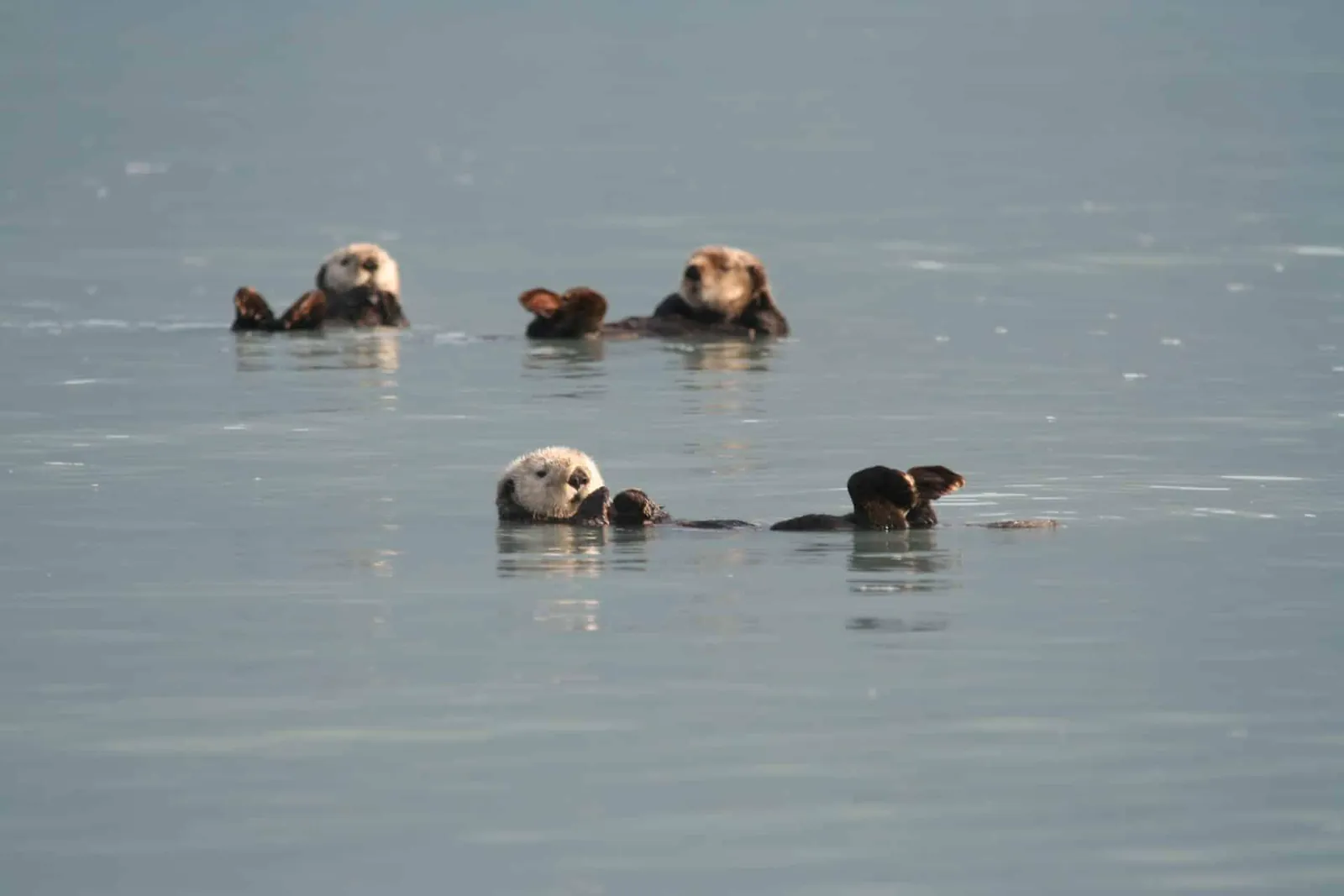 A raft of sea otters resting on the surface of Port Valdez