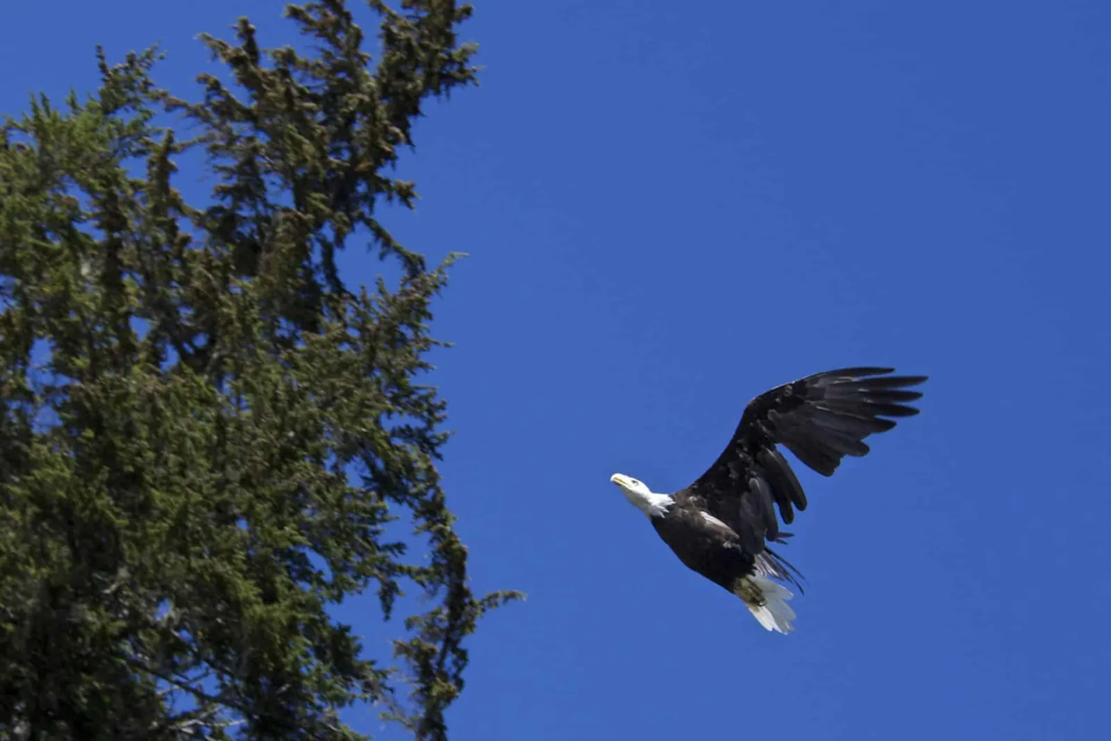 A bald eagle taking off from a spruce beside the water