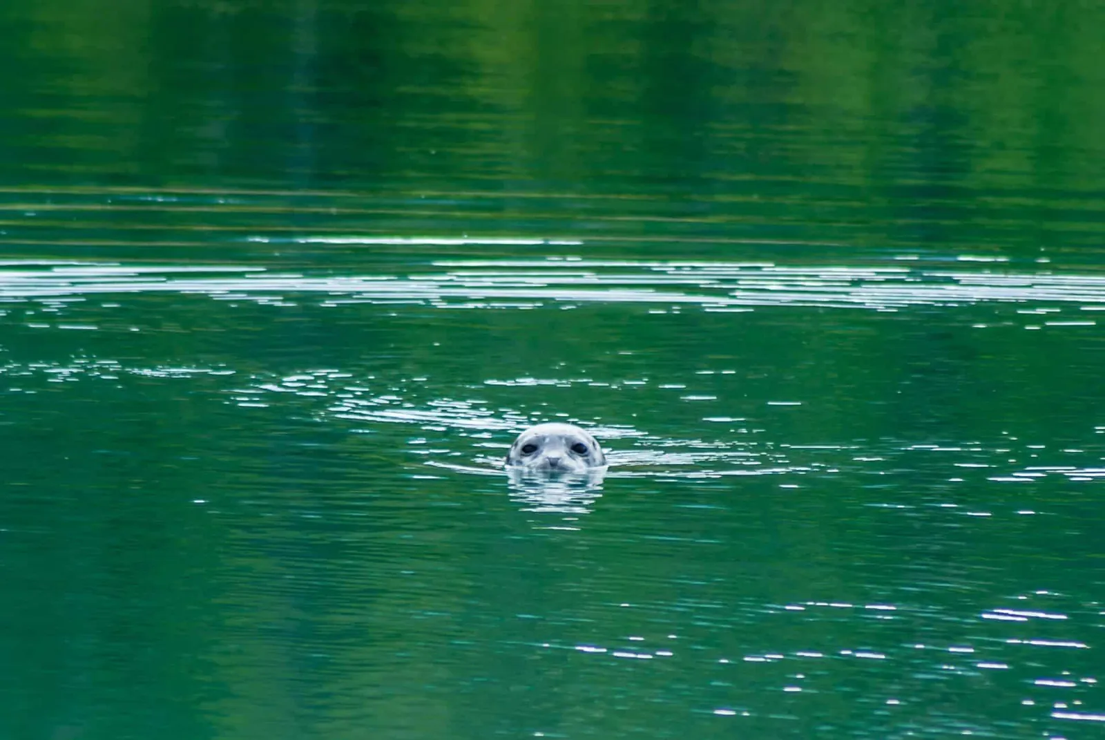 A harbour seal watching the kayaks from green glacial water